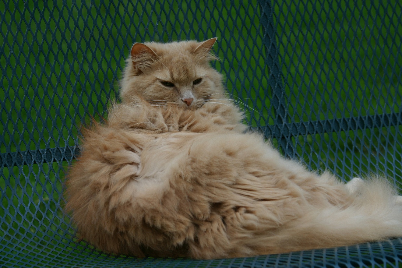 Lazy Club