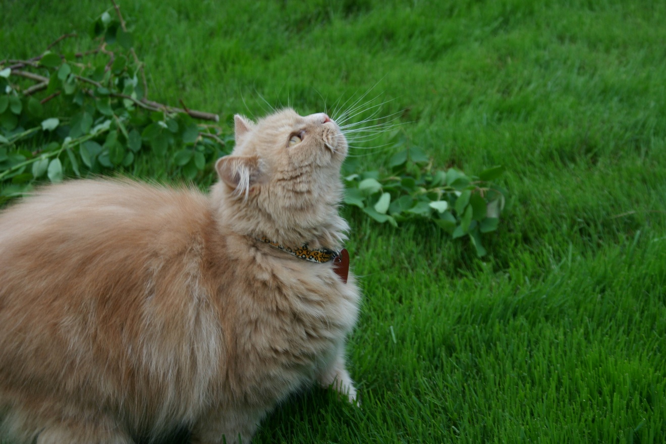 Skywatcher