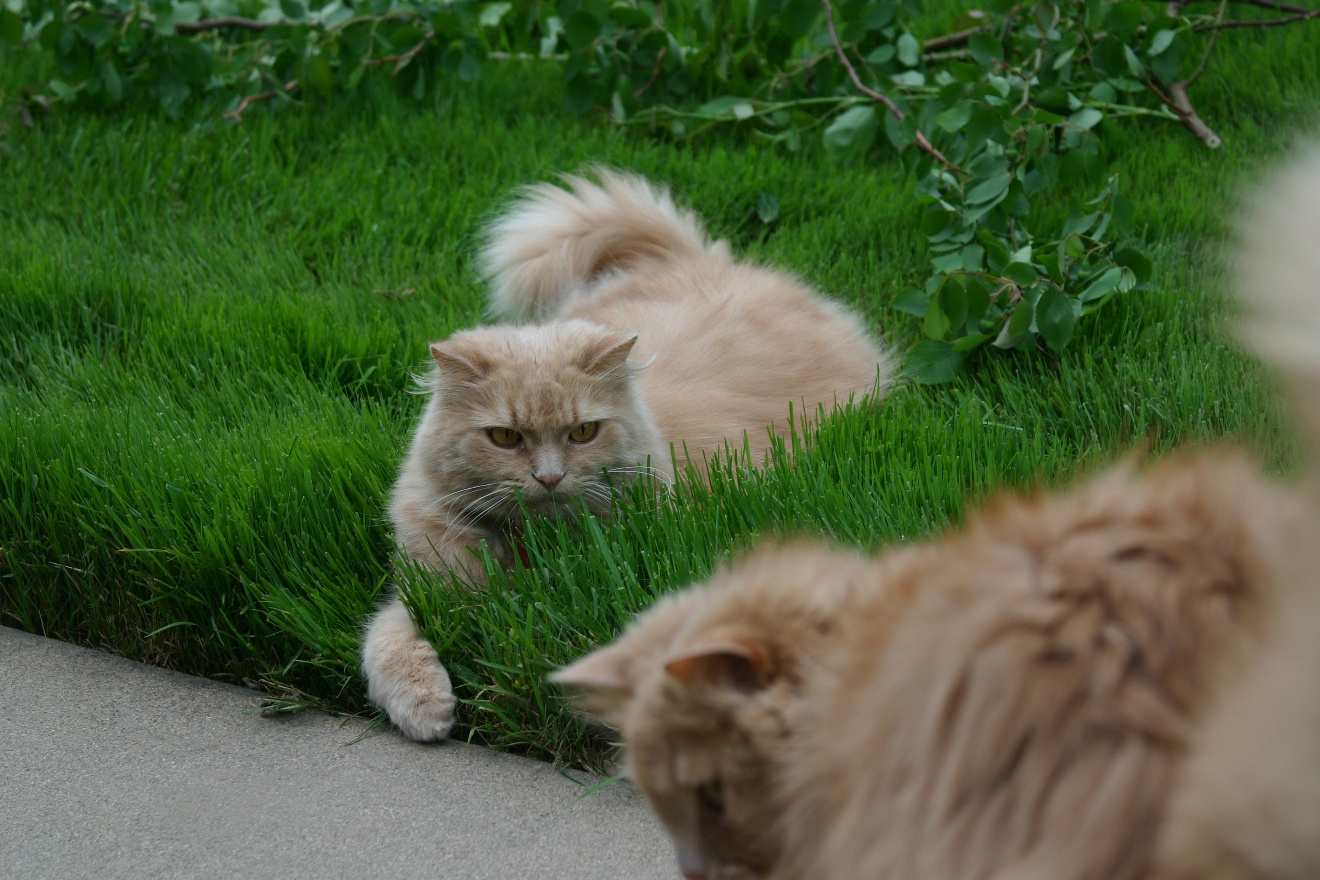 Ambush