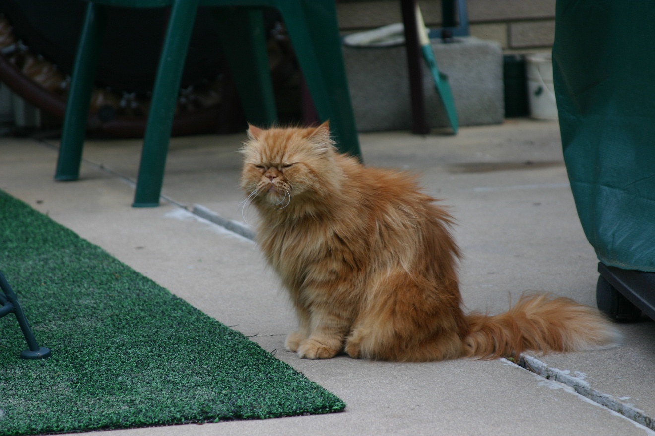 Old, old cat