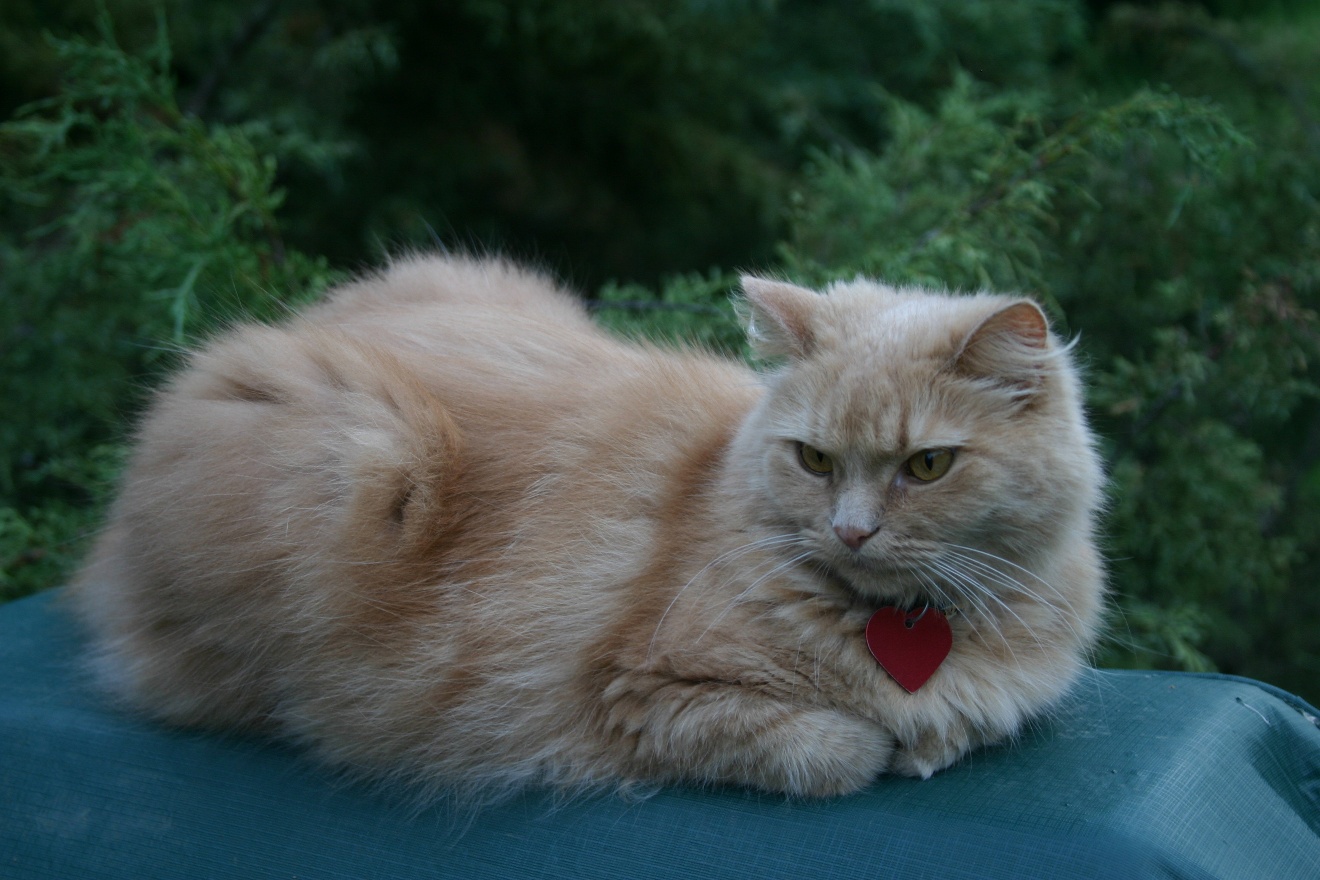 Same cat
