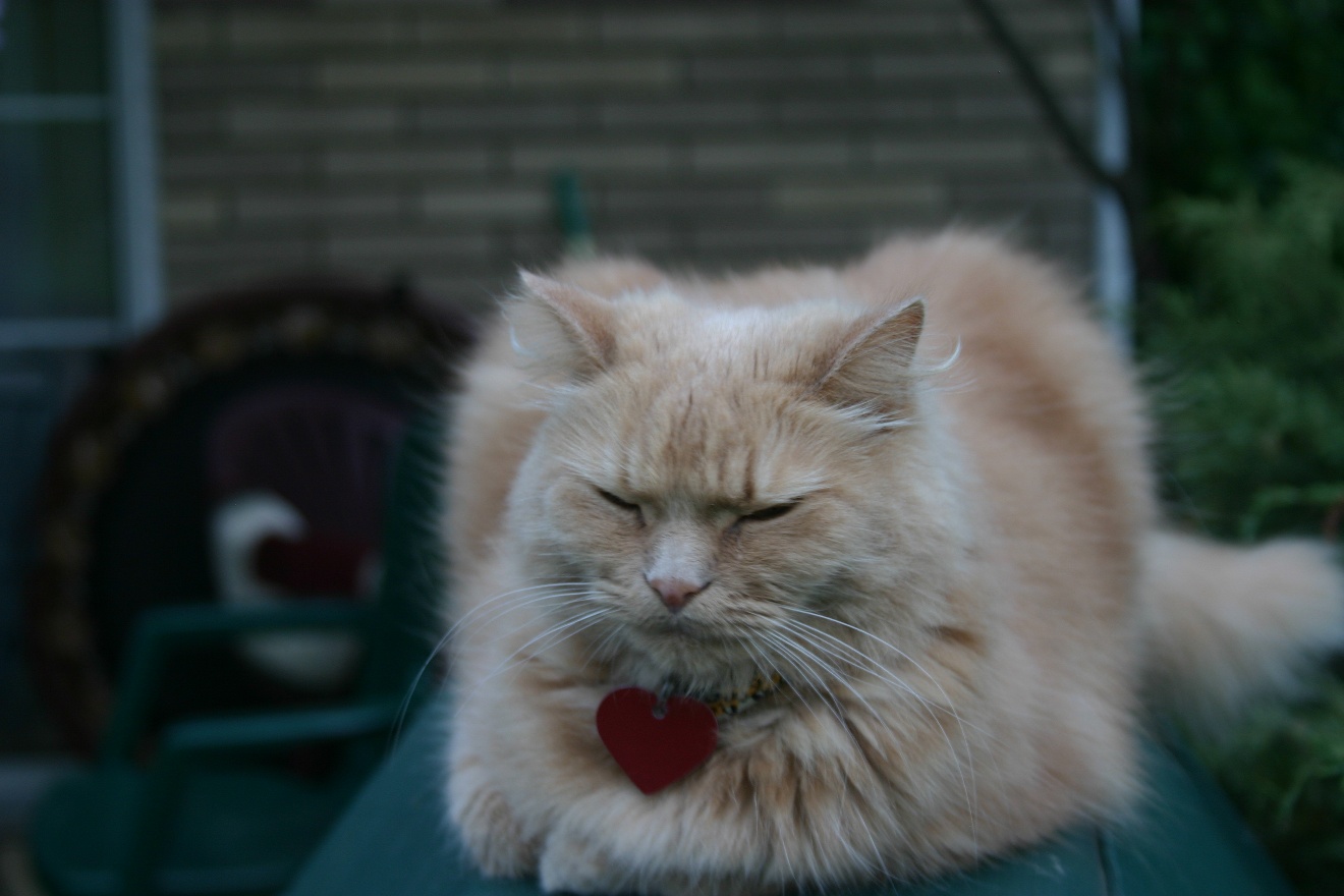 Cat on a grill