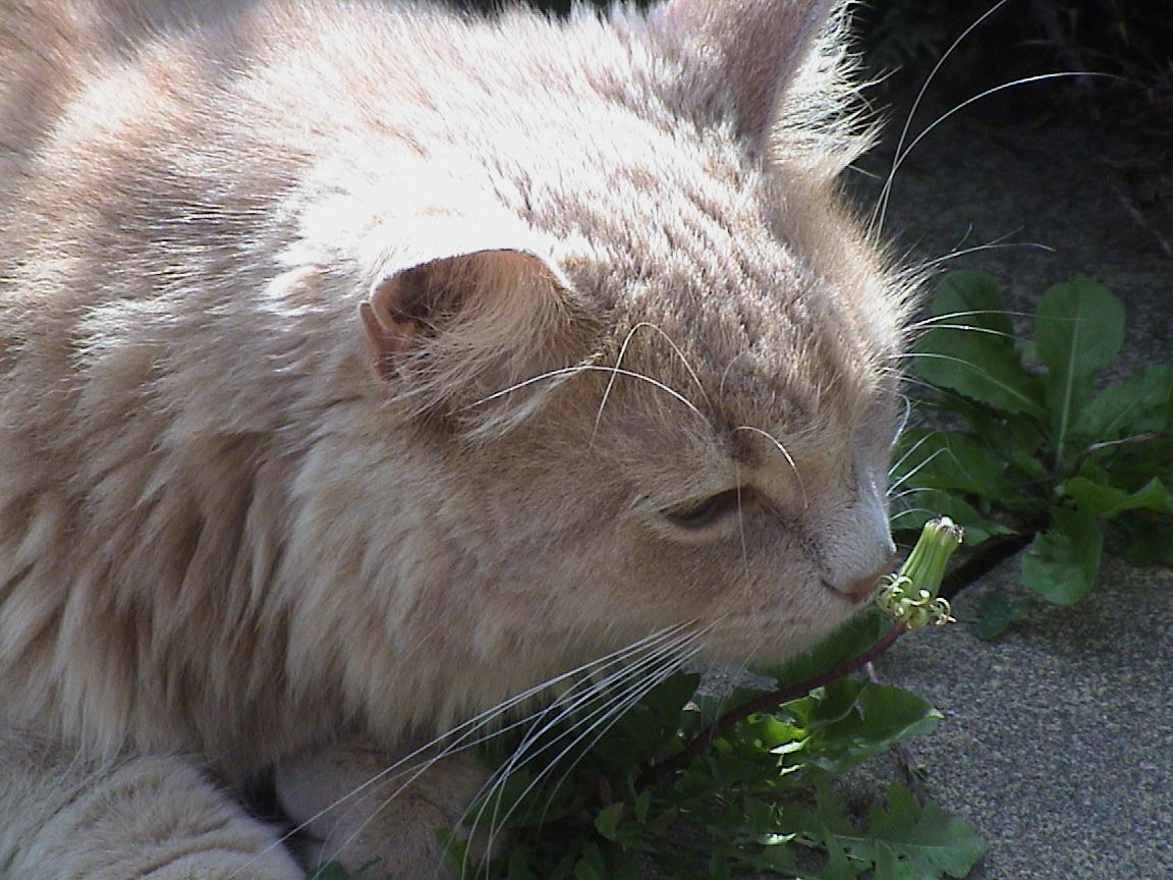 Sniffing