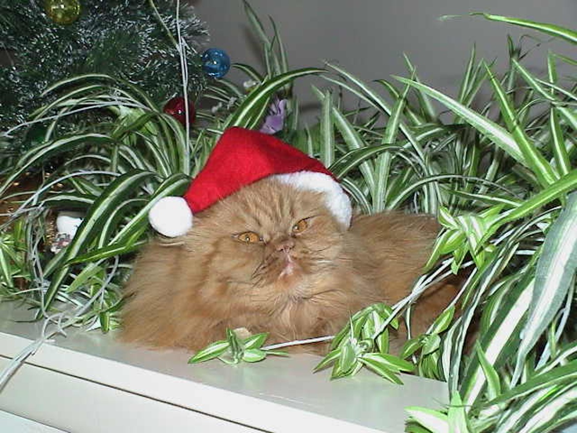 Santa