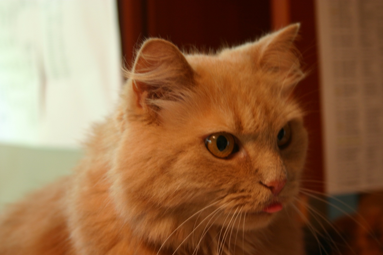 Curious