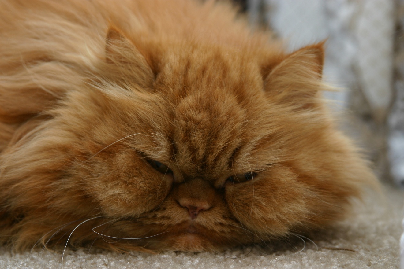 Sonya Sleepy Face