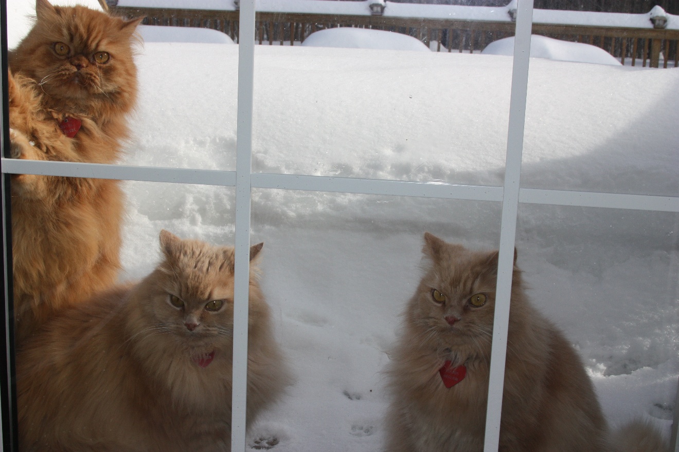 Let us in!