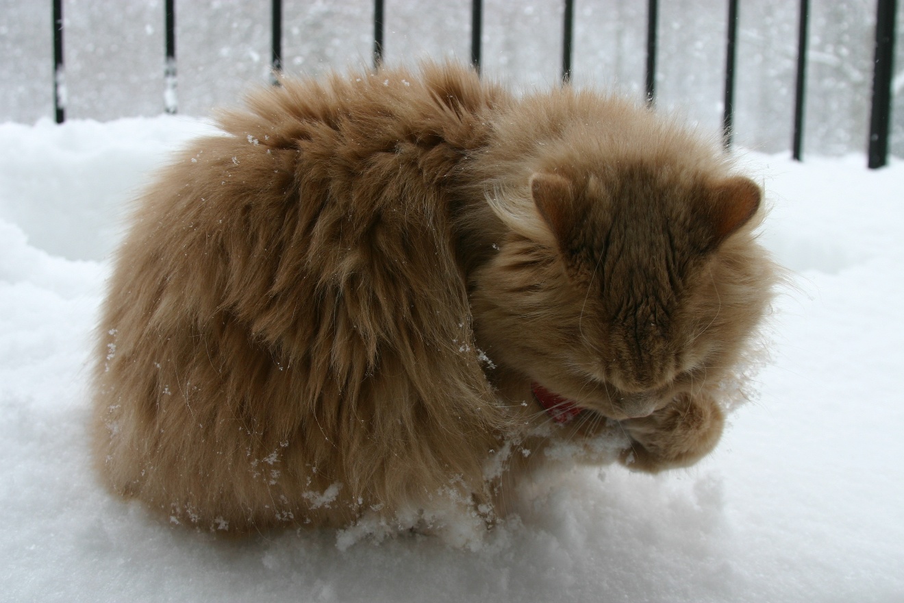 Testing snow