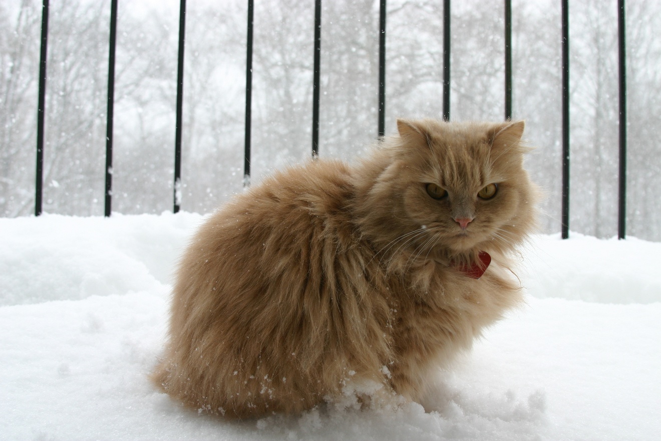 Snowcat