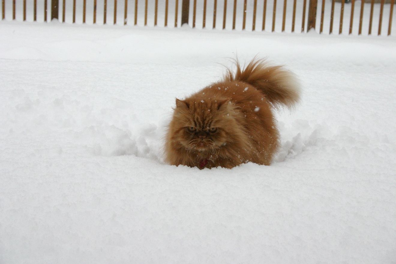 Red cat