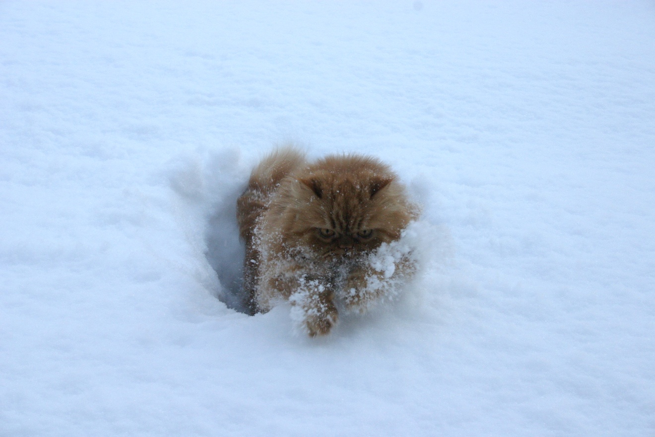 Dashing through the snow