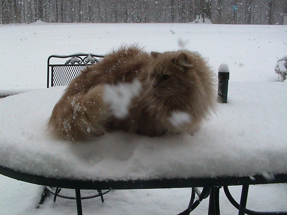 Sharon in snow