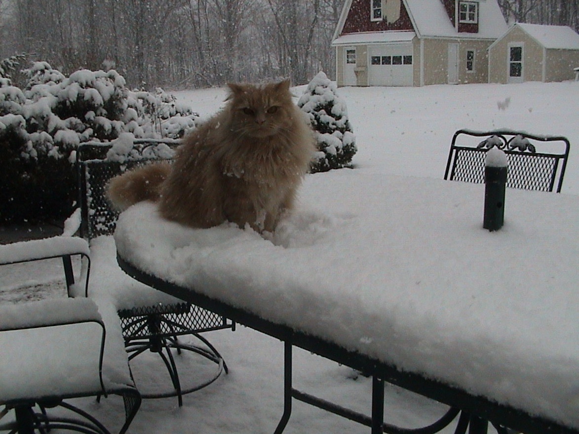 Sharon more snow