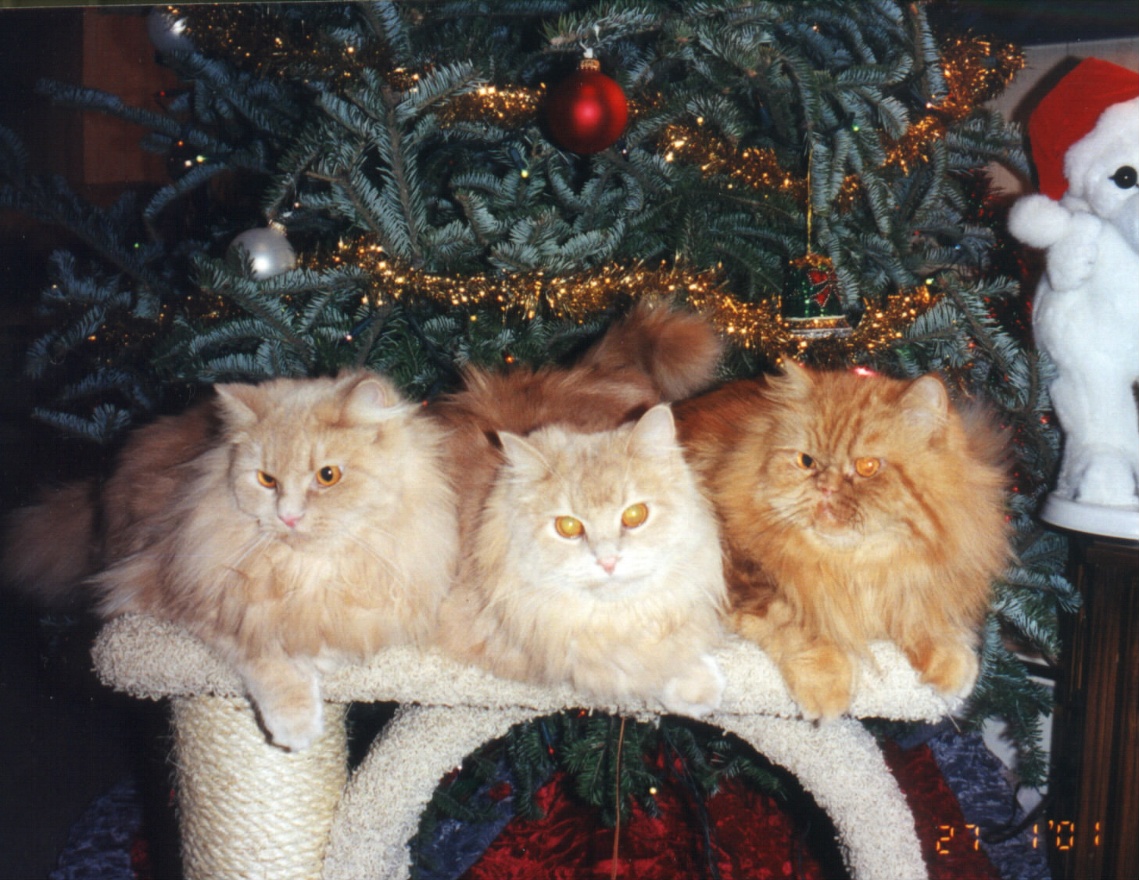 Christmas Time