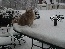 SharonSnow1