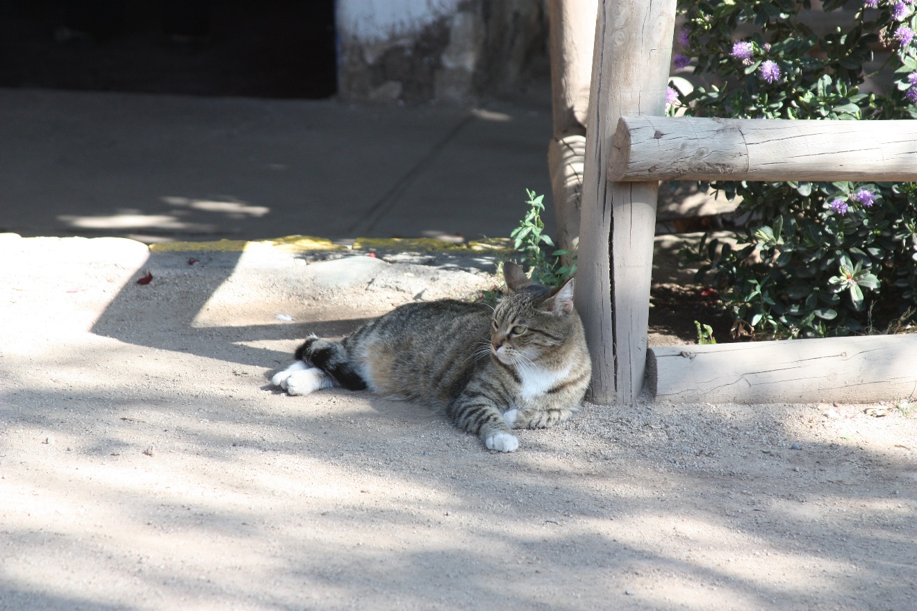 Grey cat