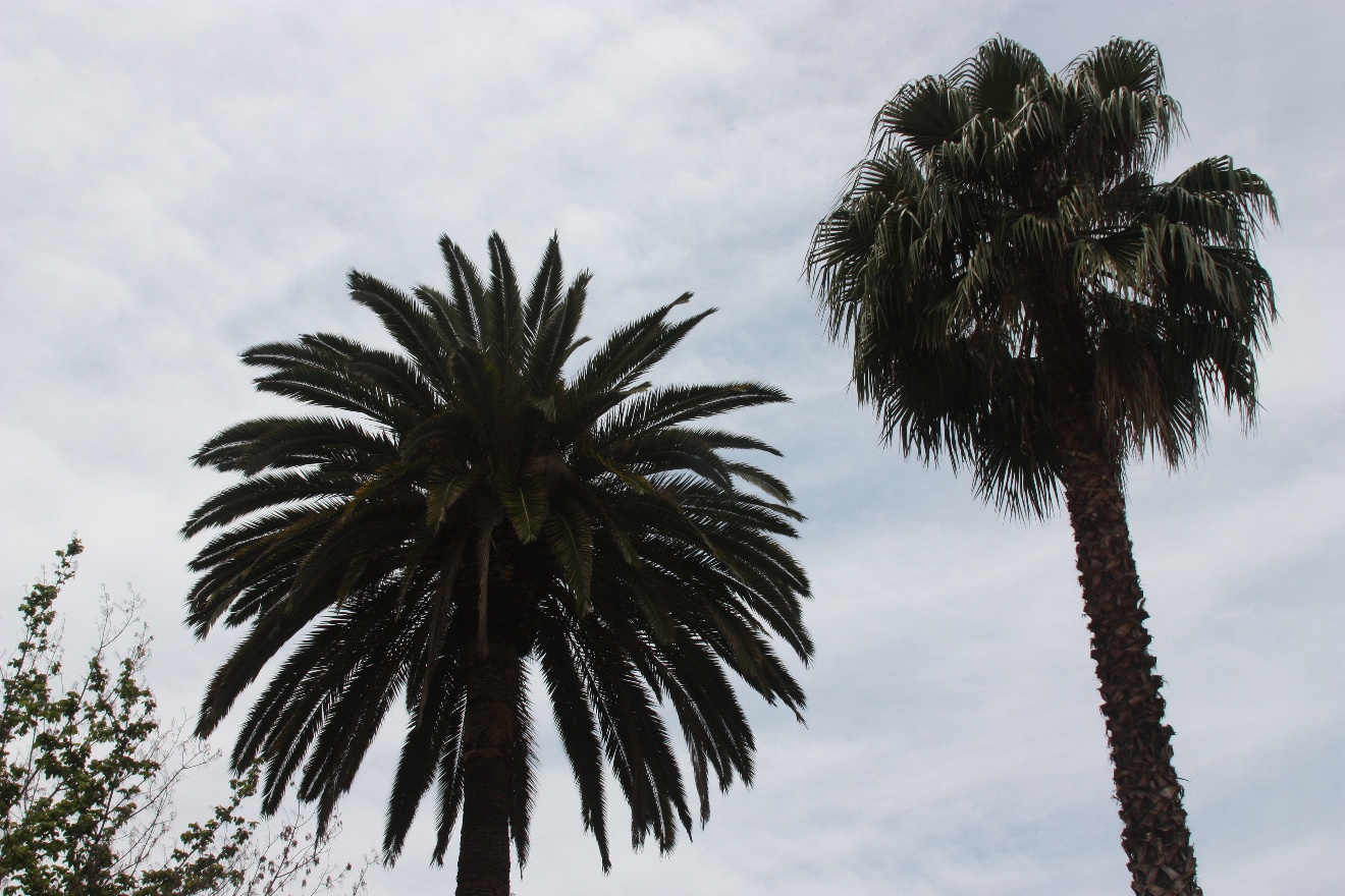 2 palm trees