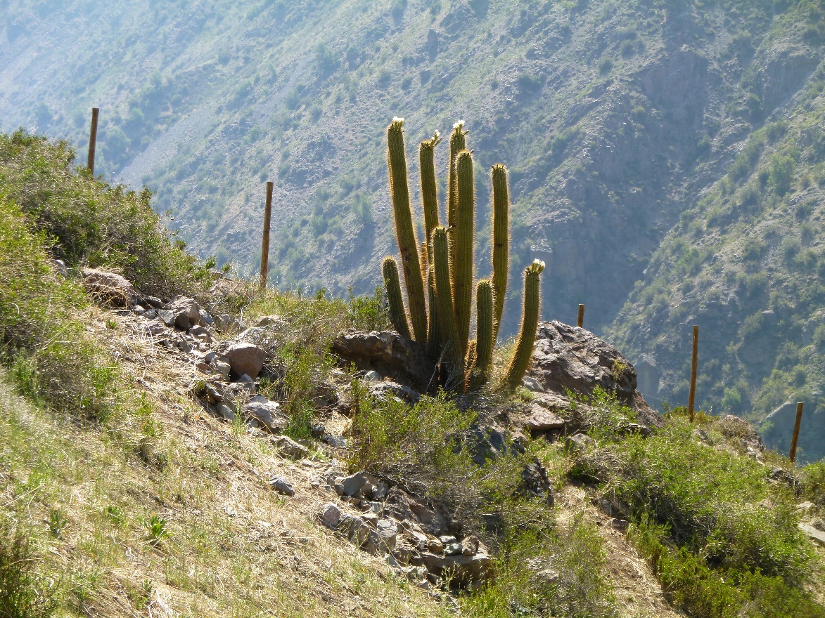 Cactus