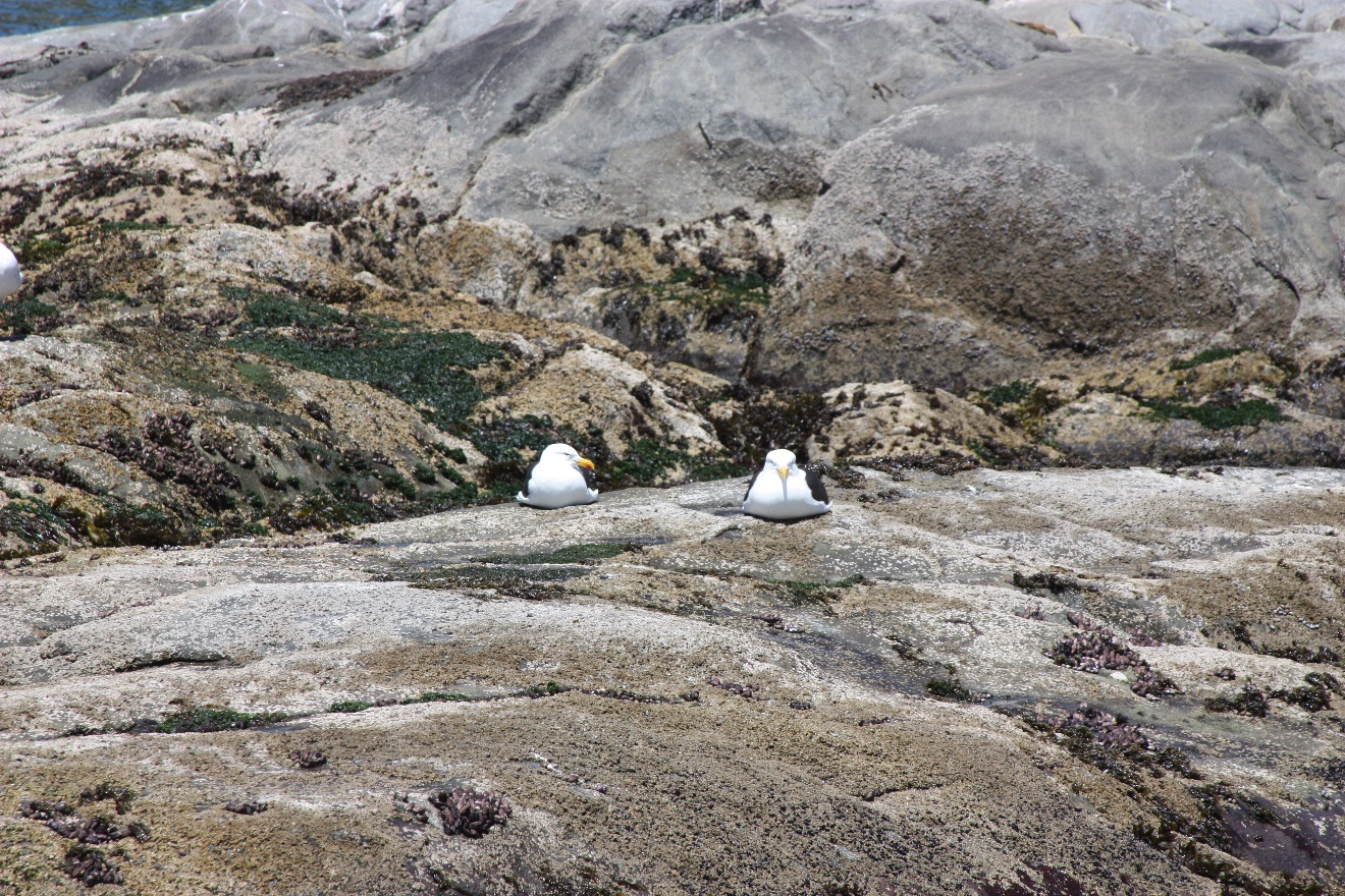 Two birds