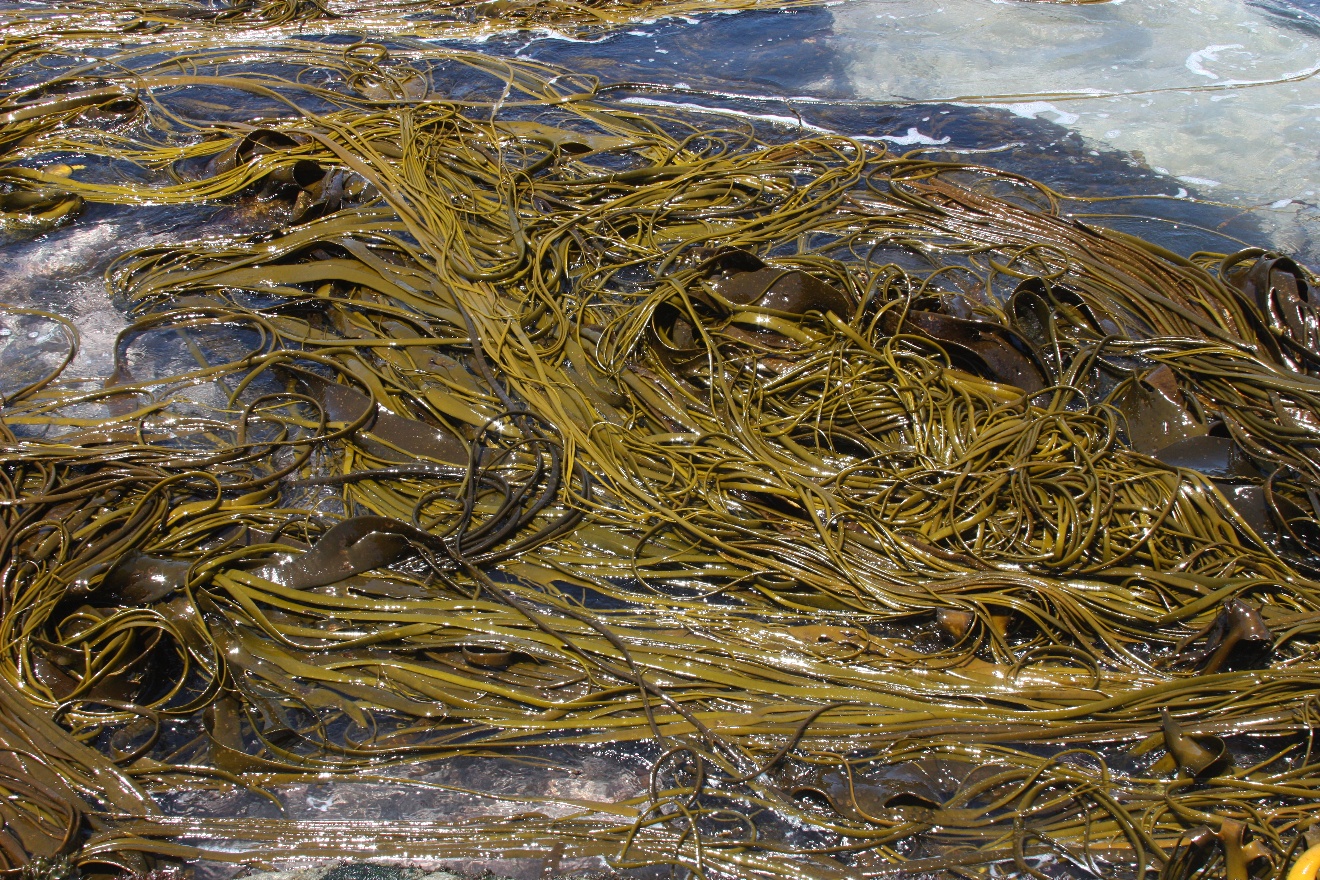 Seaweeds 2