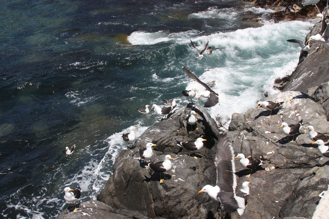 Birds and the sea