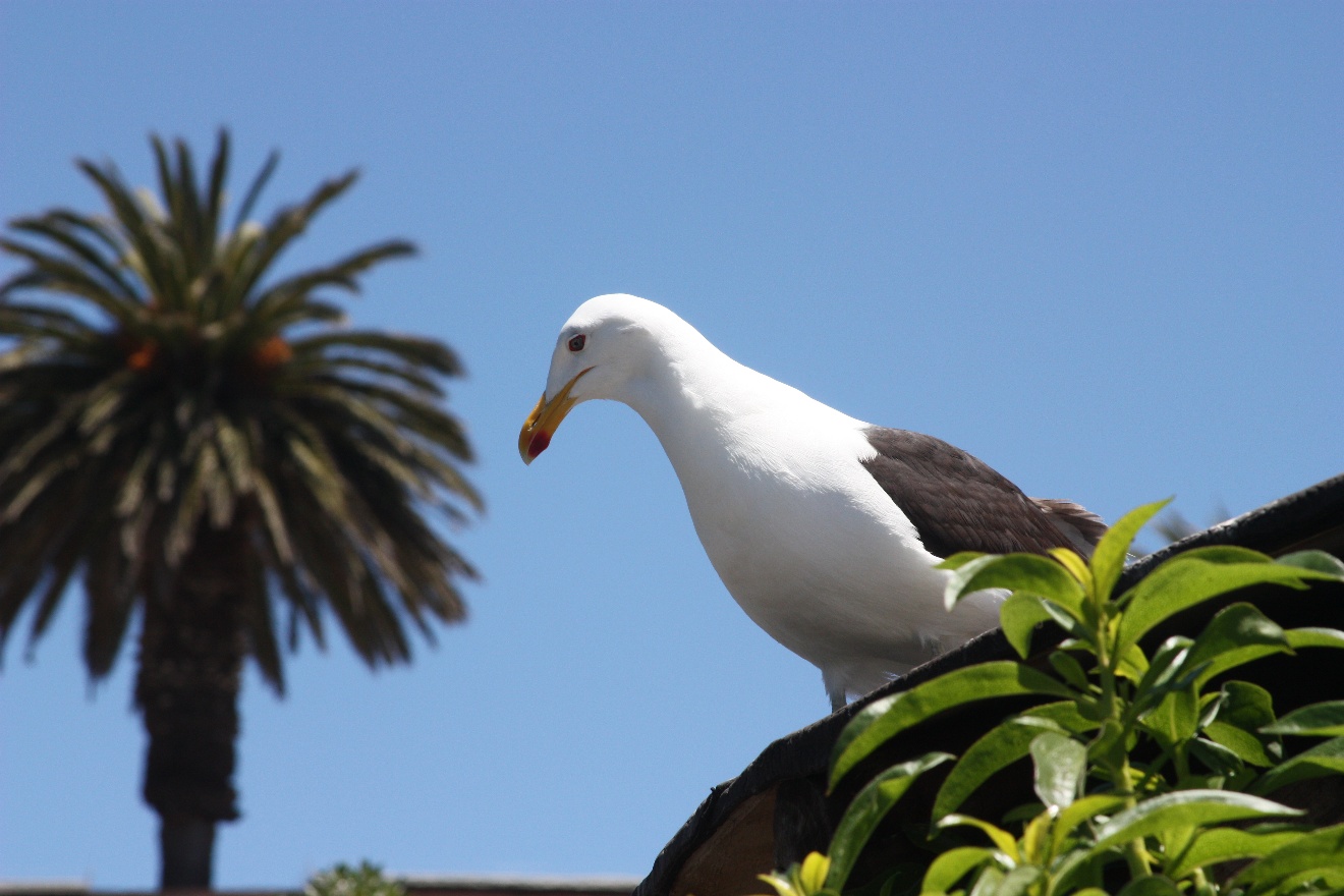Bird and a palm tree