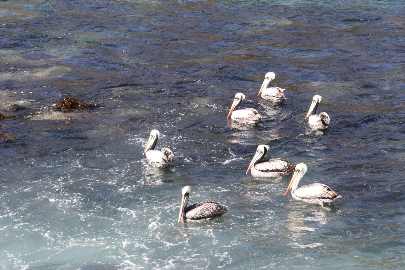 Pelicans