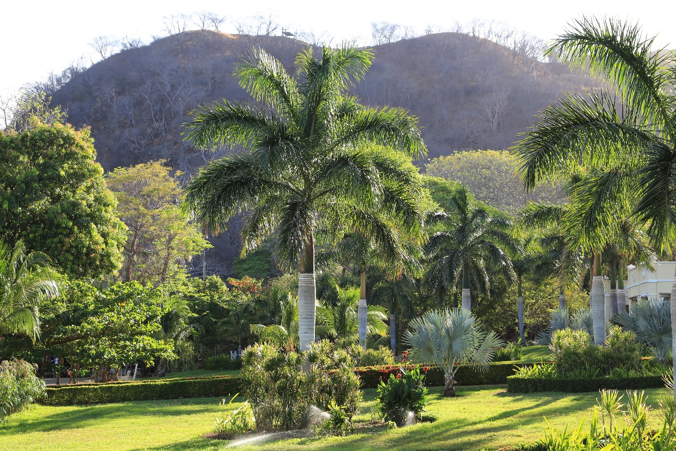 Resort palm trees