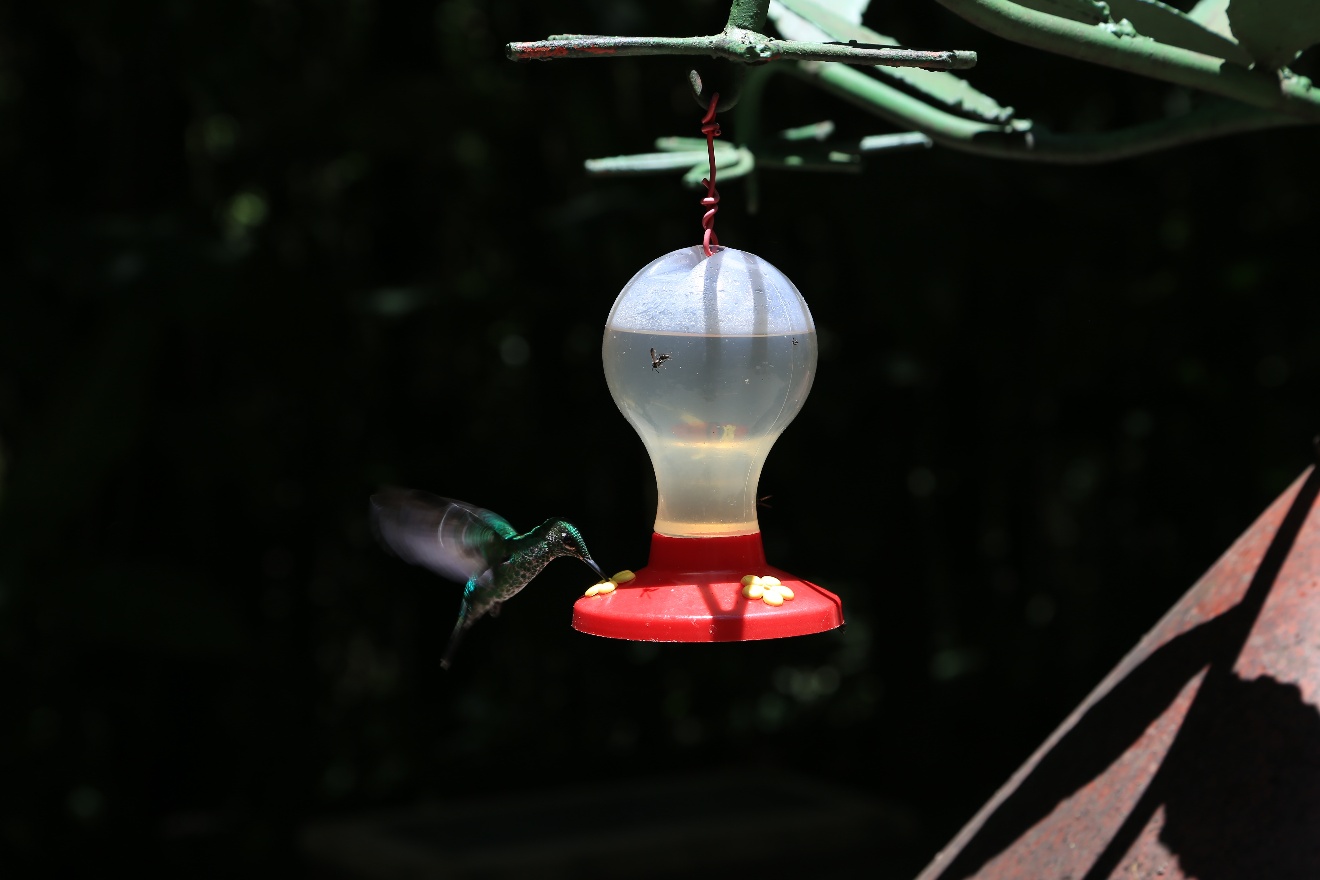 Hummingbird 2