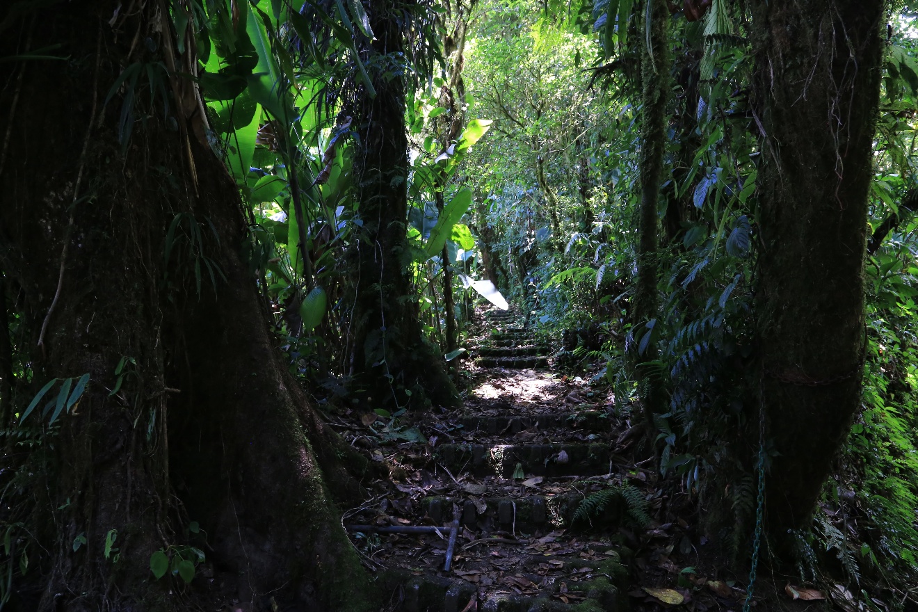 Jungle passage