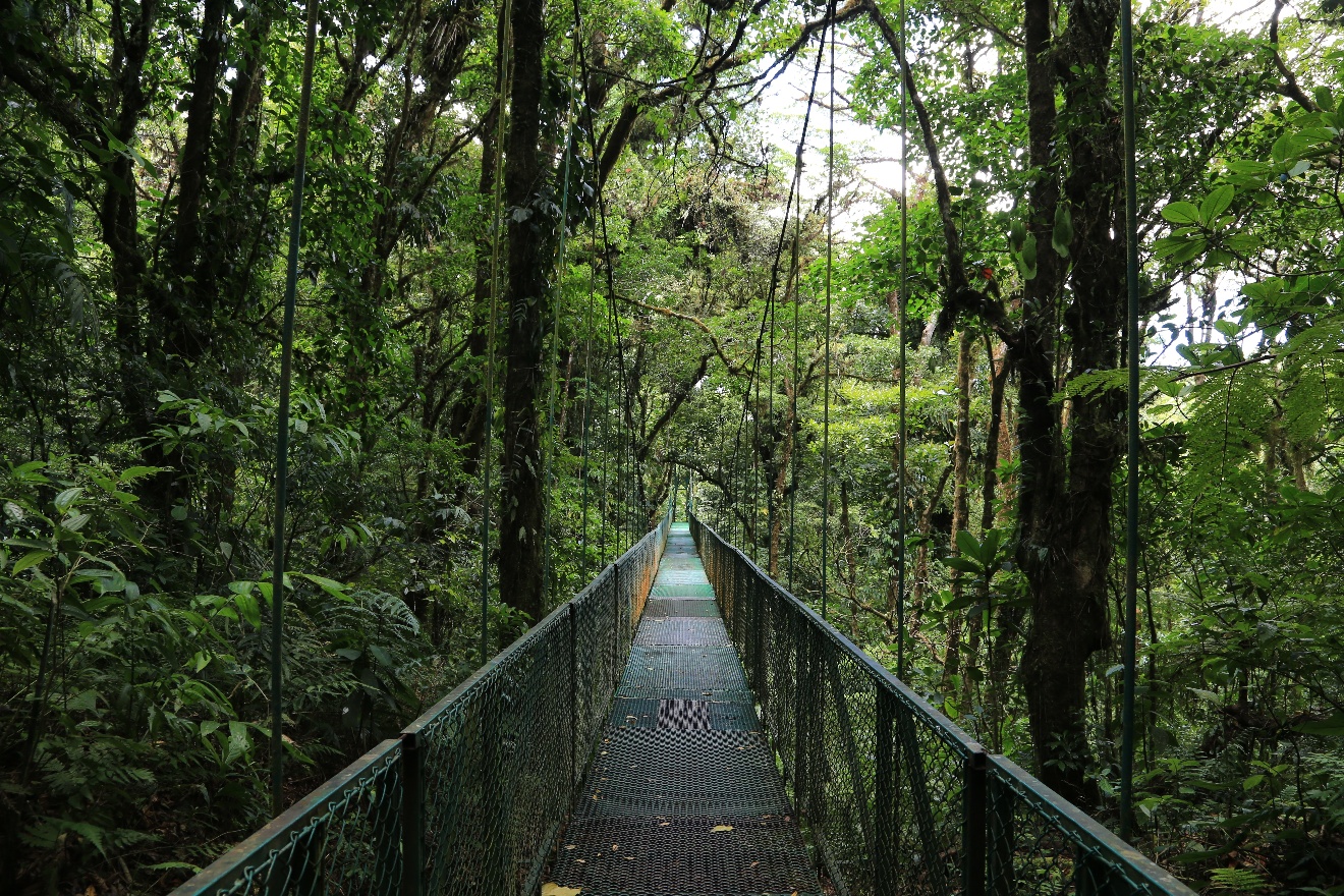 Hanging bridge 2