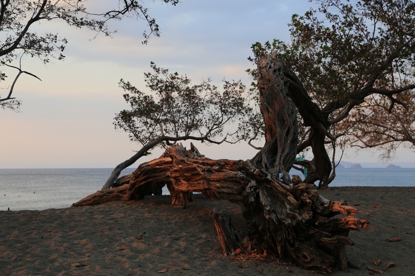 Beach tree