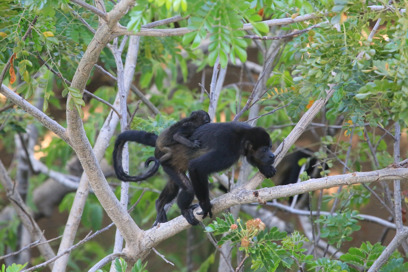 Black monkey and baby