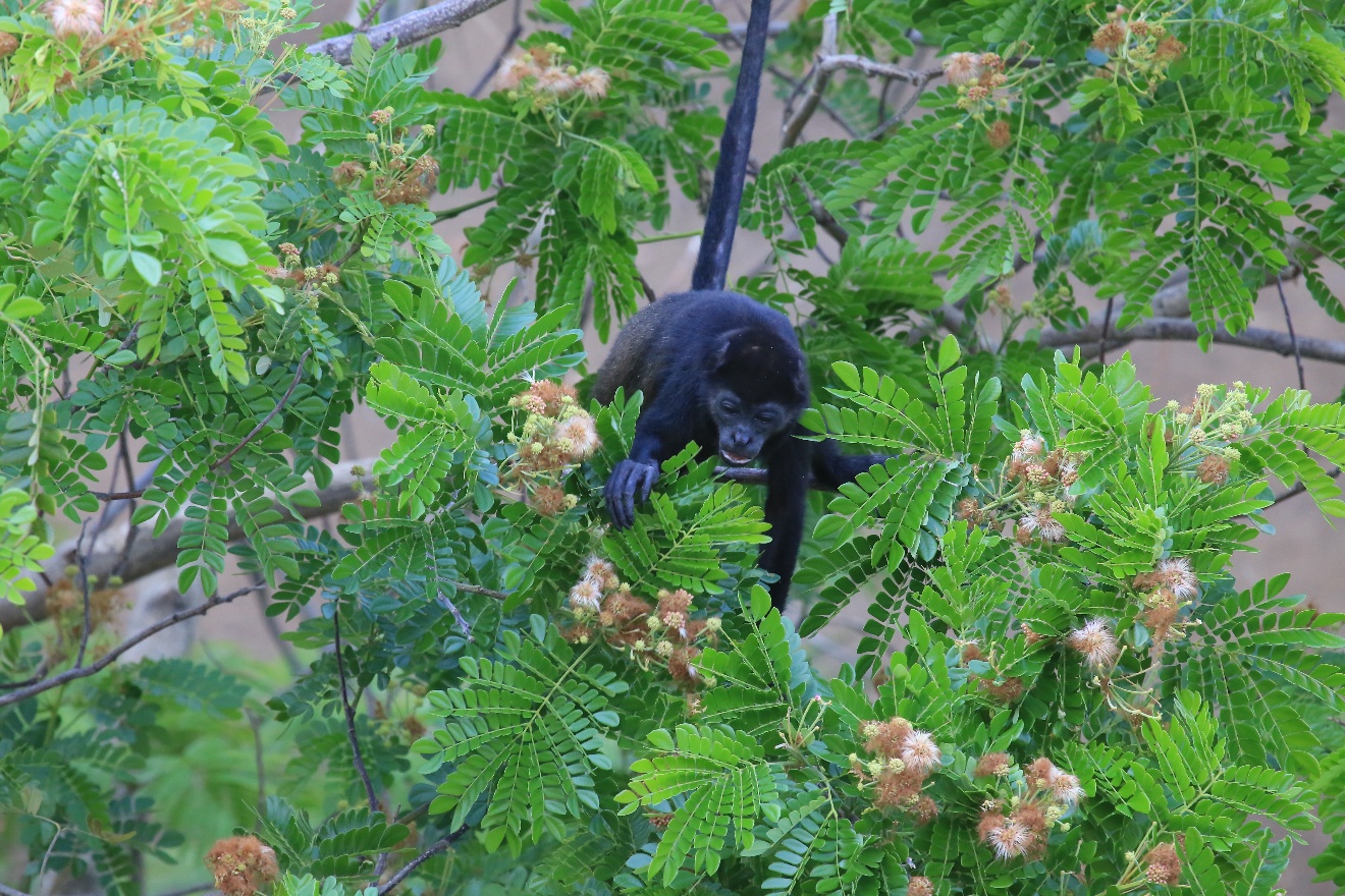 Monkey eating flowers