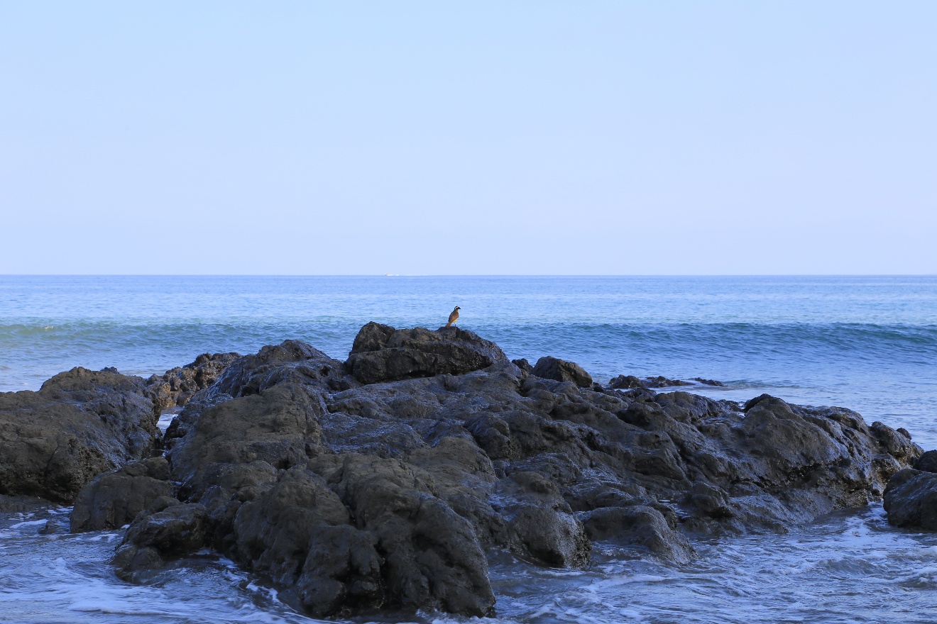 Yellow bird on the rocks