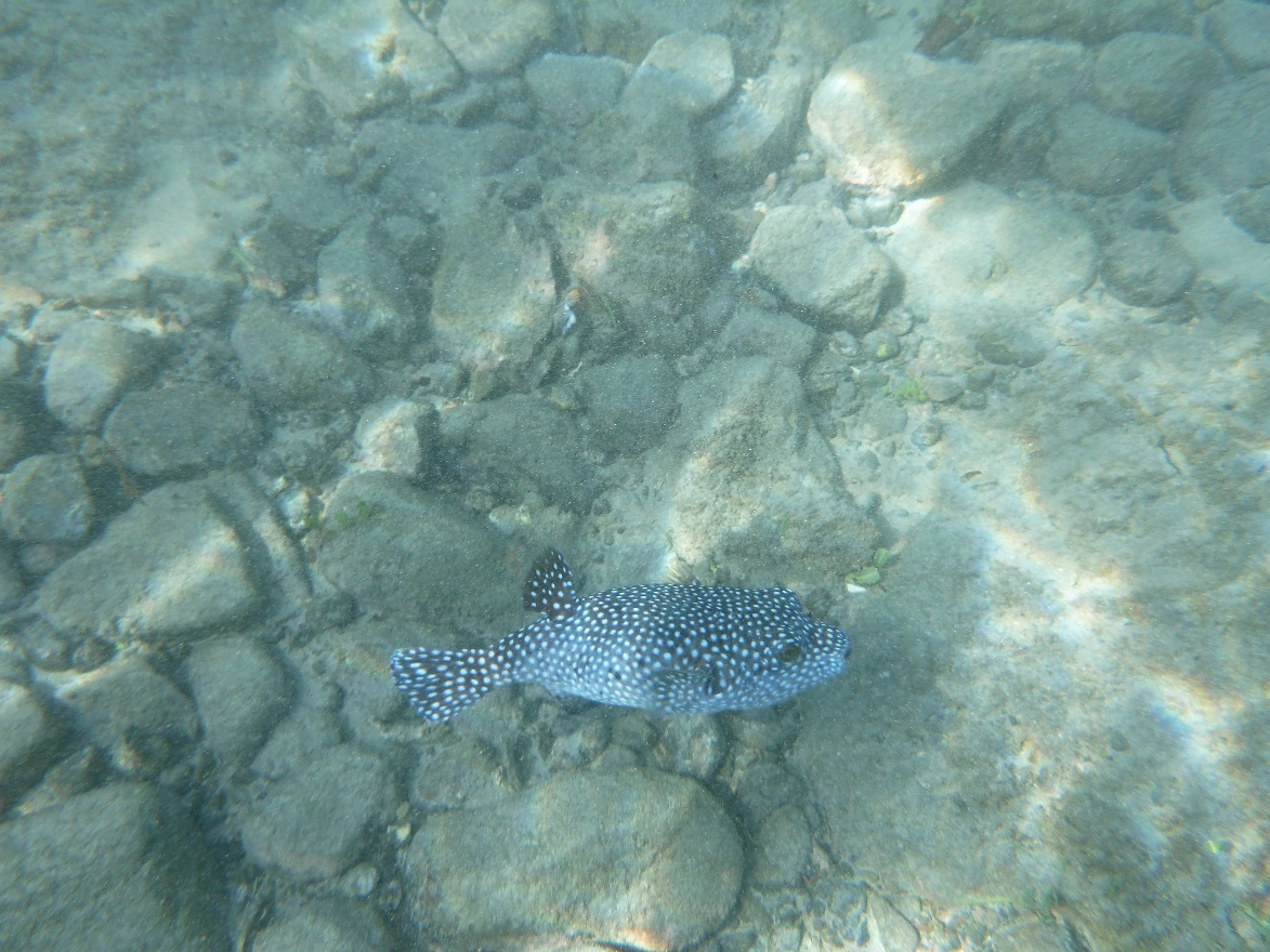 Spotted fish