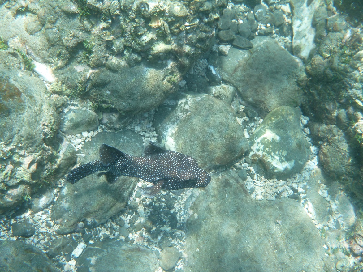 Spotted fish 2