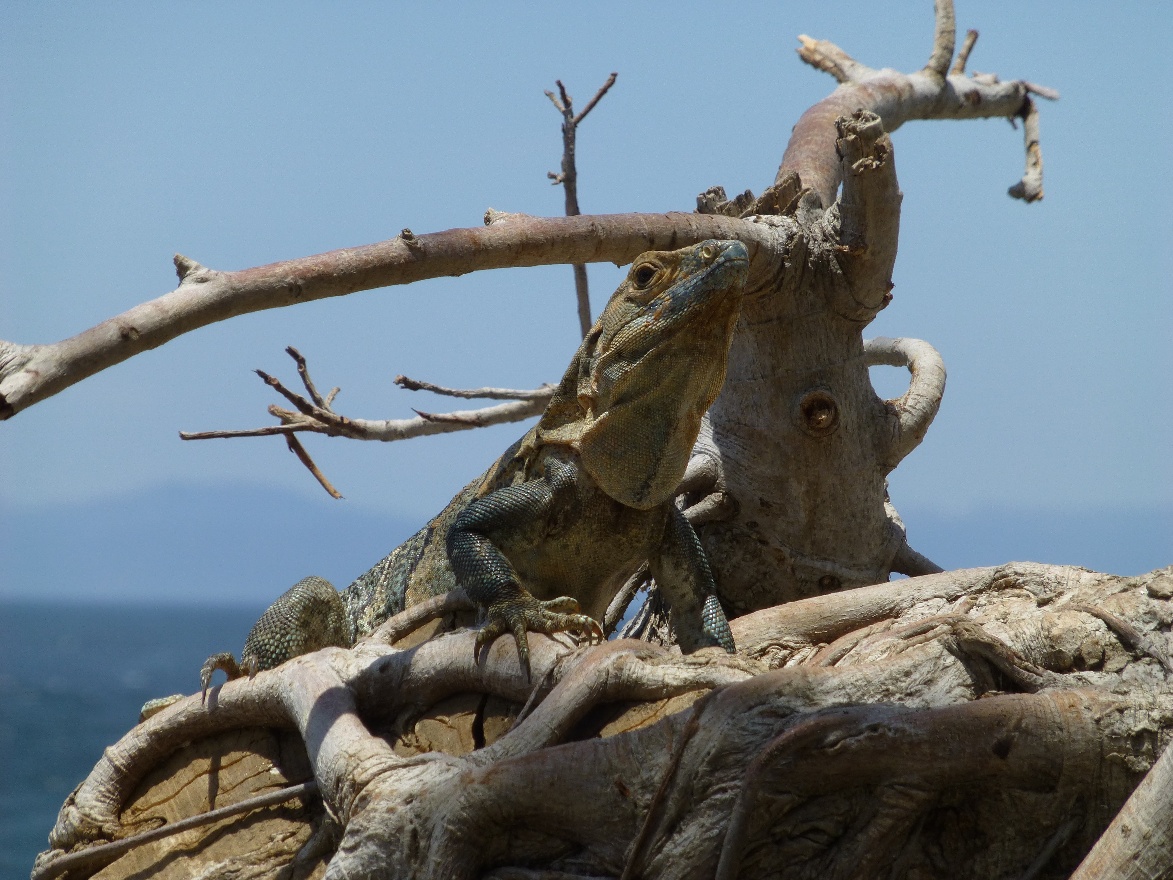 Lizard on a tree