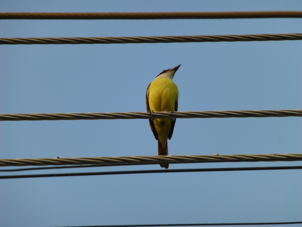 Yellow bird 2