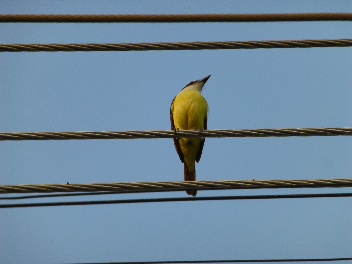 Yellow bird 2