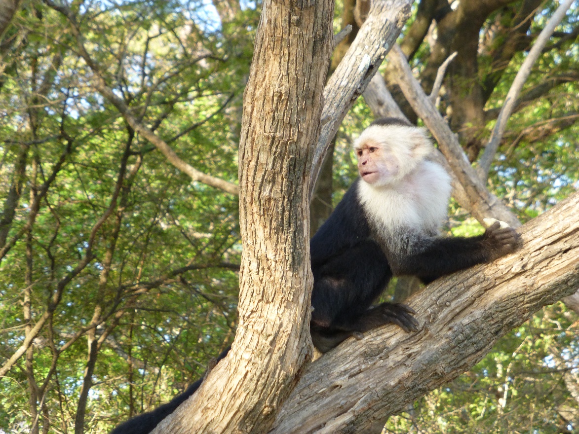 White head monkey