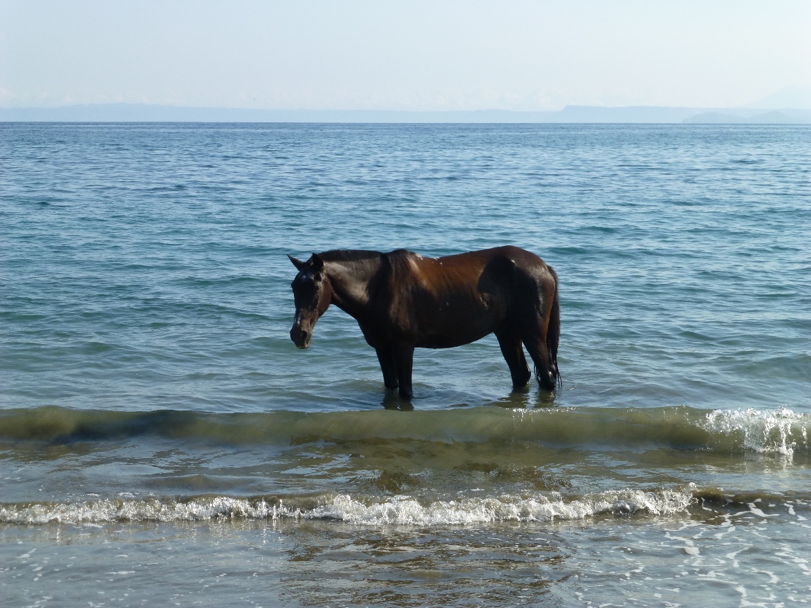 Horse in the water