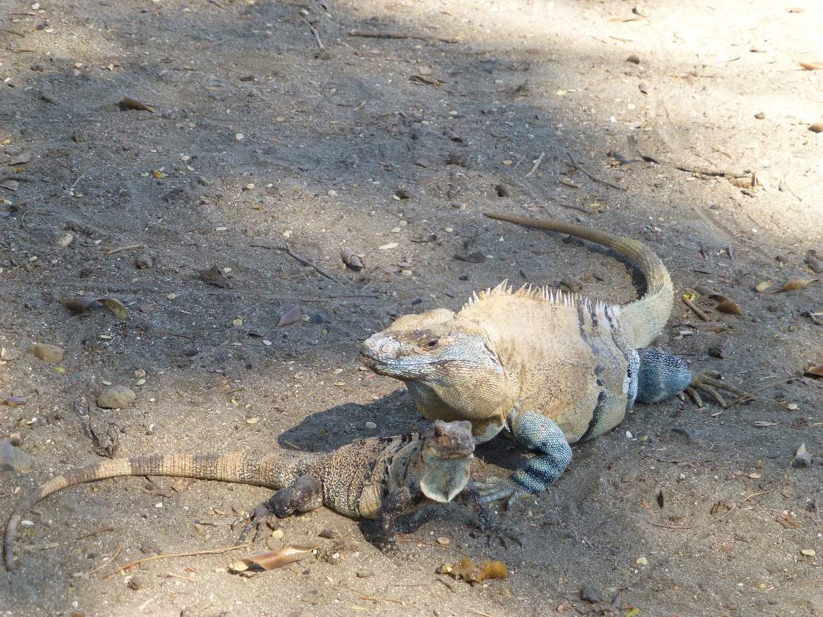 Big and little buddies