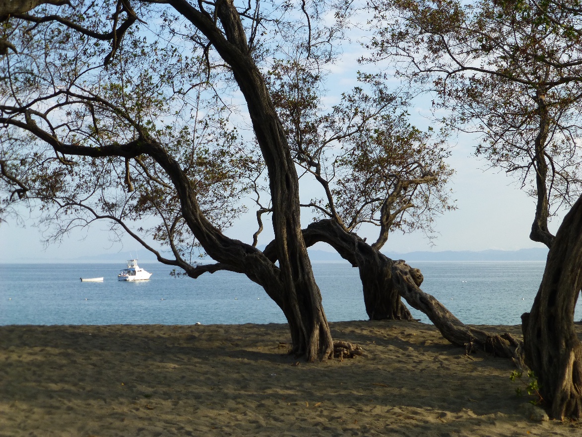 Beach trees