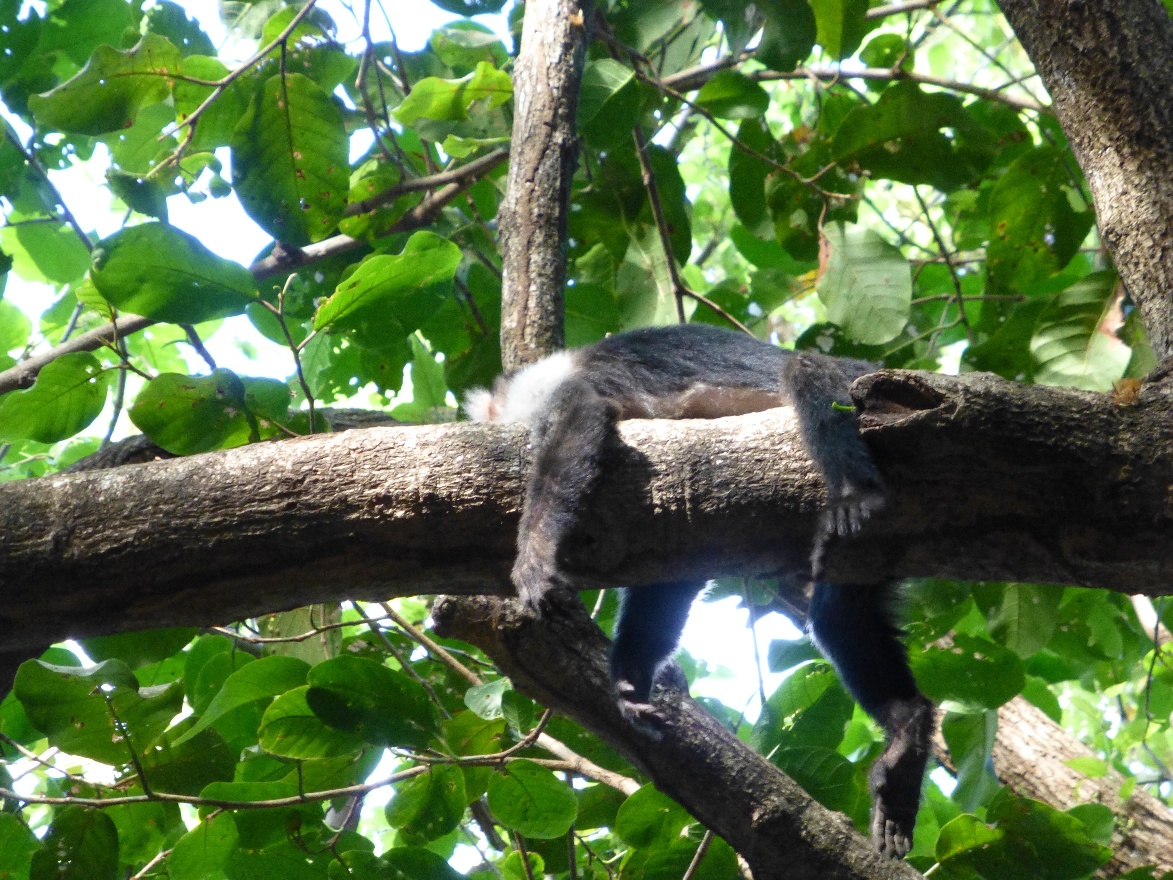 Resting monkey