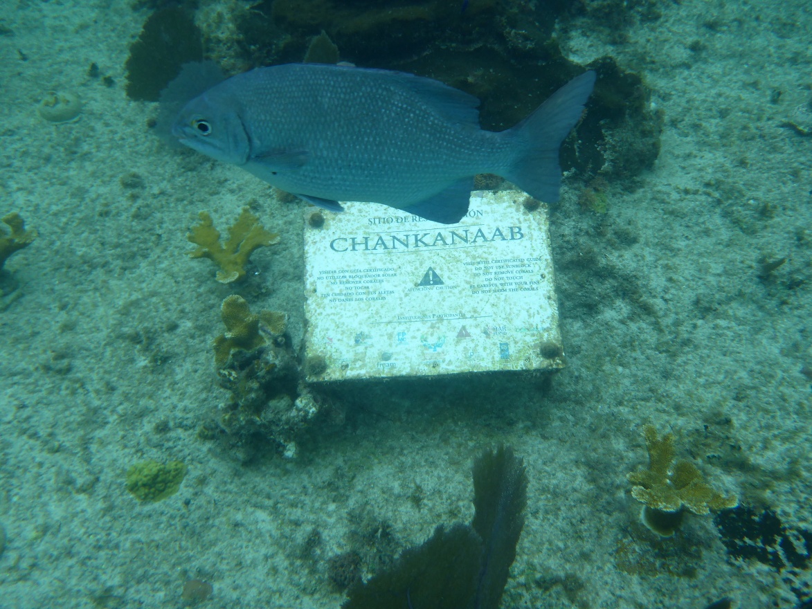 Mexico Cozumel Chankanaab
