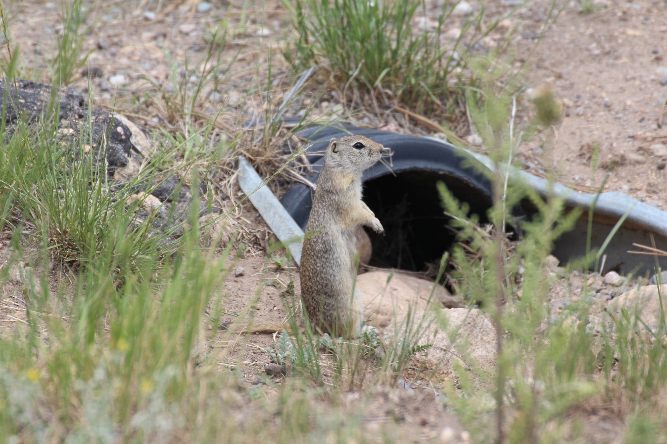 Prairie Dog