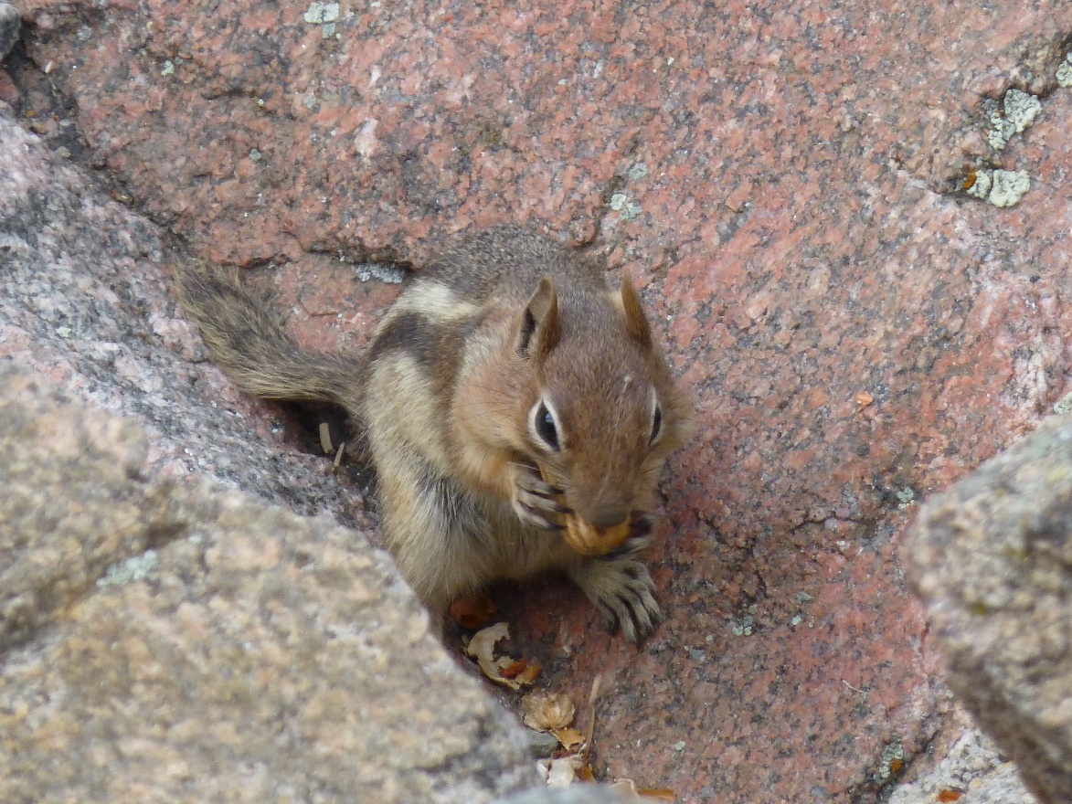 Chipmonk