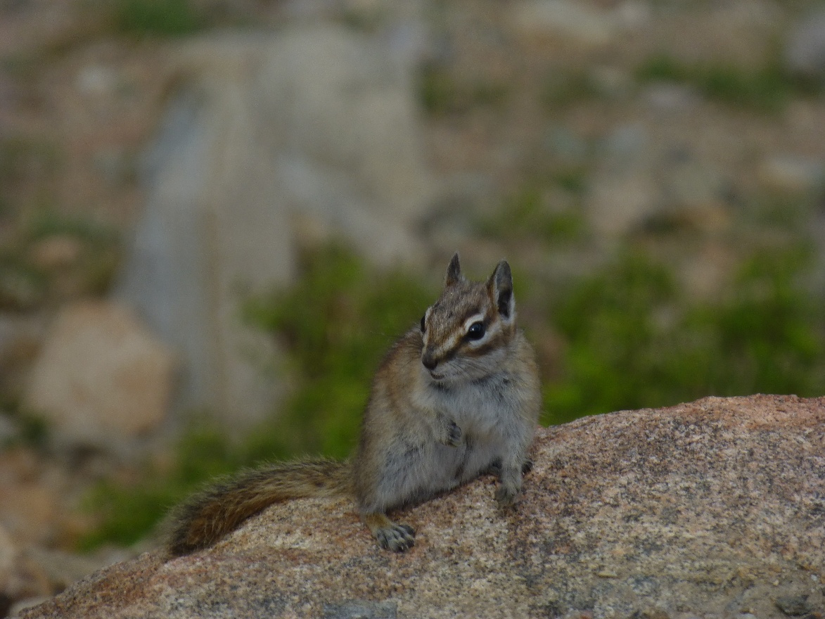Chipmonk 2