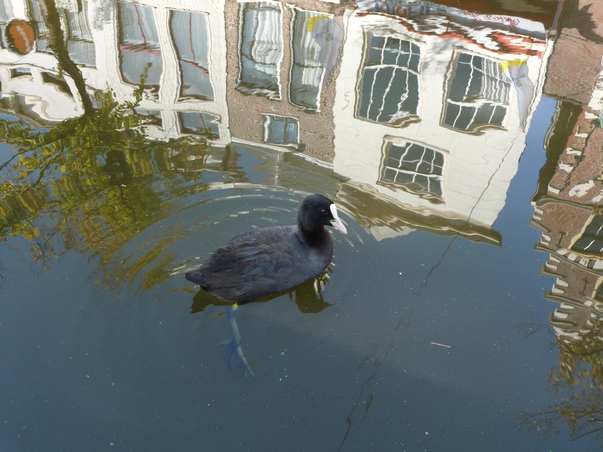 Dutch duck